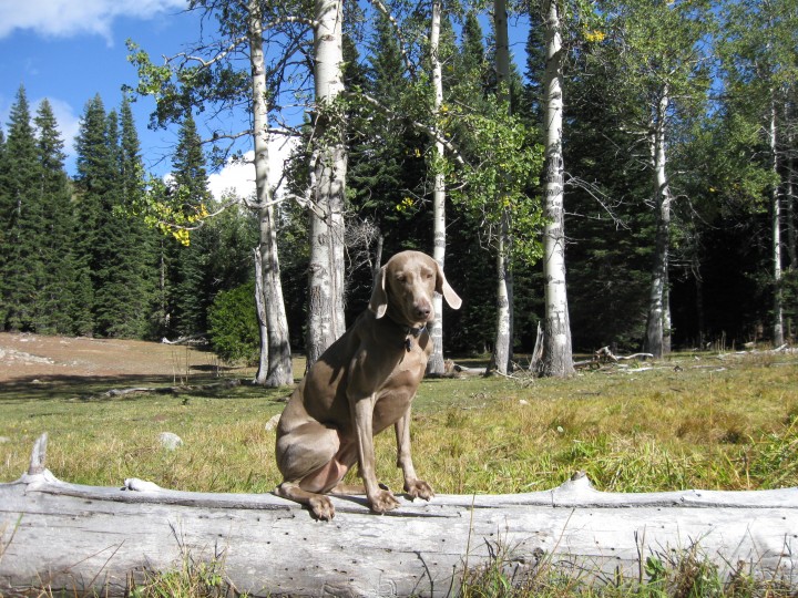 Maggie balancing on log at Aspen groove
