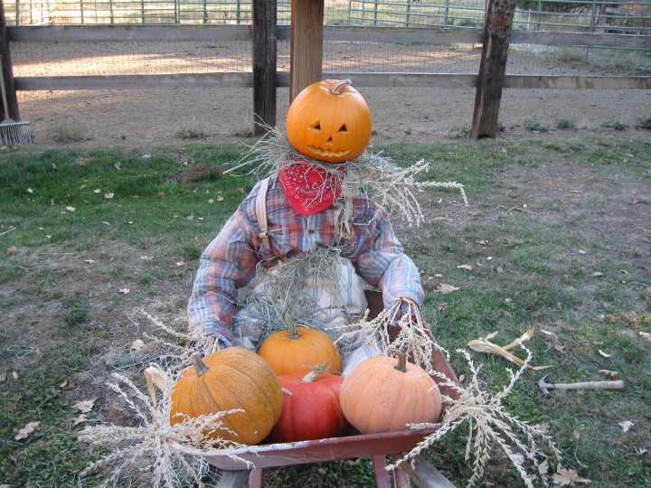Pumpkin scarecrow