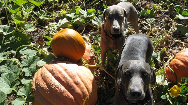 pumpkins 004 resize 30